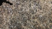 Close-up of a silver sheet from Western Australia